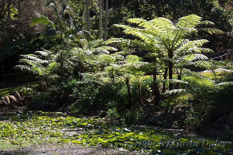 Mount Tambourine Botanic Gardens IMGP0665.jpg